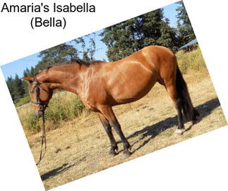 Amaria\'s Isabella (Bella)