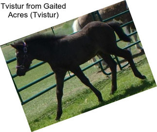 Tvistur from Gaited Acres (Tvistur)