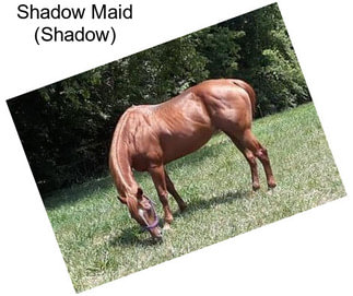 Shadow Maid (Shadow)