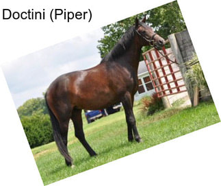 Doctini (Piper)