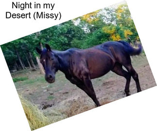 Night in my Desert (Missy)