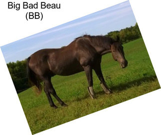 Big Bad Beau (BB)