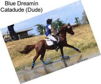 Blue Dreamin Catadude (Dude)