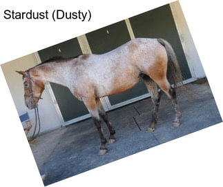 Stardust (Dusty)