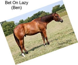 Bet On Lazy (Ben)