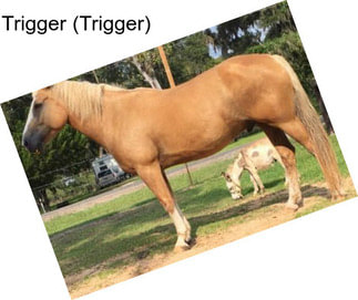 Trigger (Trigger)