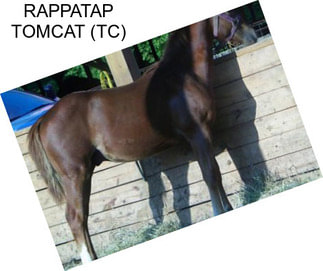 RAPPATAP TOMCAT (TC)