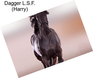 Dagger L.S.F. (Harry)