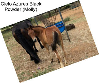 Cielo Azures Black Powder (Molly)