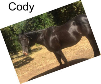 Cody