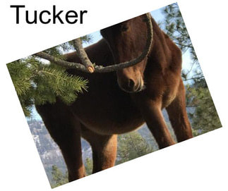 Tucker