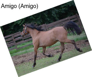 Amigo (Amigo)