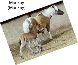 Mankey (Mankey)