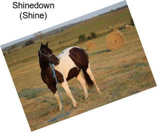 Shinedown (Shine)