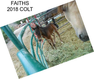 FAITHS 2018 COLT