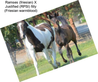 Ramses (friesian) X Justified (RPSI) filly (Friesian warmblood)