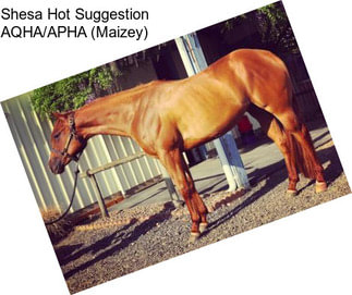 Shesa Hot Suggestion AQHA/APHA (Maizey)