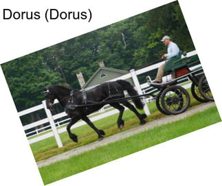 Dorus (Dorus)