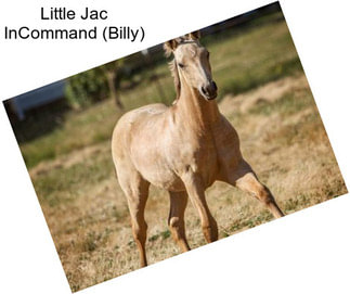 Little Jac InCommand (Billy)