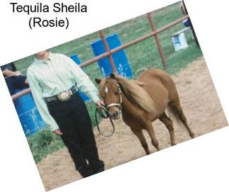 Tequila Sheila (Rosie)