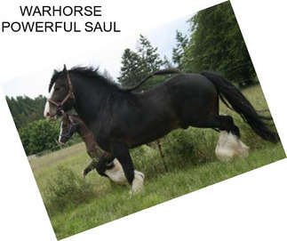 WARHORSE POWERFUL SAUL