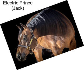 Electric Prince (Jack)