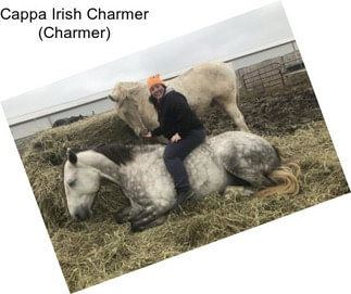 Cappa Irish Charmer (Charmer)