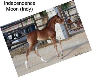 Independence Moon (Indy)