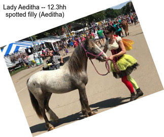 Lady Aeditha -- 12.3hh spotted filly (Aeditha)