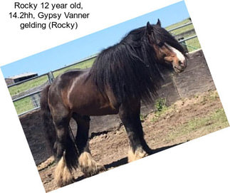 Rocky 12 year old, 14.2hh, Gypsy Vanner gelding (Rocky)