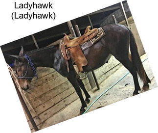 Ladyhawk (Ladyhawk)