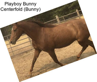 Playboy Bunny Centerfold (Bunny)