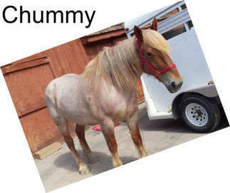 Chummy