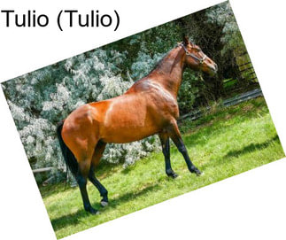 Tulio (Tulio)