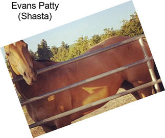 Evans Patty (Shasta)