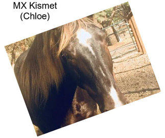 MX Kismet (Chloe)