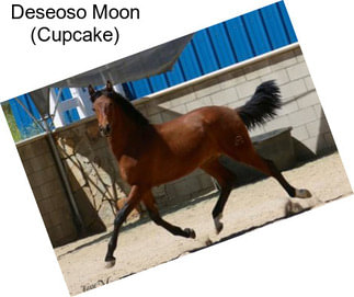 Deseoso Moon (Cupcake)