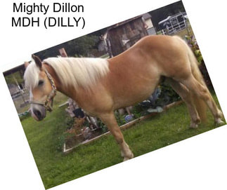 Mighty Dillon MDH (DILLY)