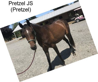 Pretzel JS (Pretzel)