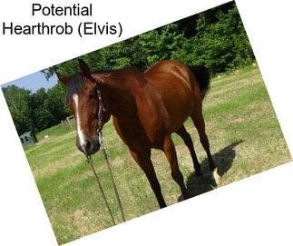 Potential Hearthrob (Elvis)