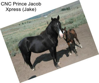CNC Prince Jacob Xpress (Jake)