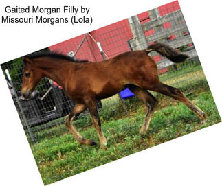 Gaited Morgan Filly by Missouri Morgans (Lola)
