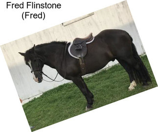 Fred Flinstone (Fred)