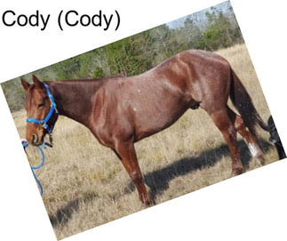 Cody (Cody)