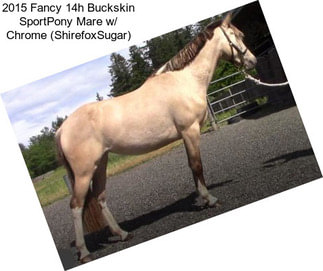 2015 Fancy 14h Buckskin SportPony Mare w/ Chrome (ShirefoxSugar)