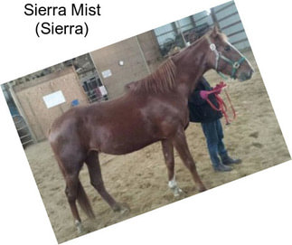 Sierra Mist (Sierra)