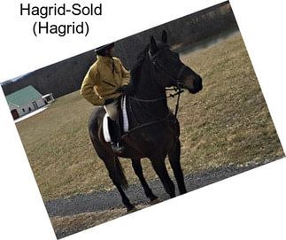 Hagrid-Sold (Hagrid)