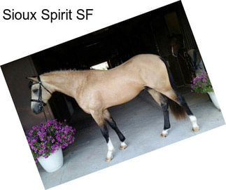 Sioux Spirit SF