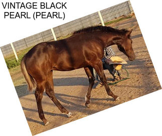 VINTAGE BLACK PEARL (PEARL)