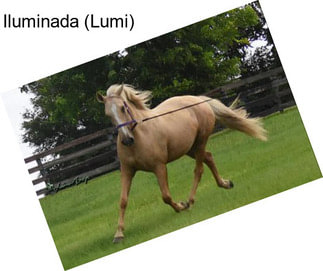 Iluminada (Lumi)